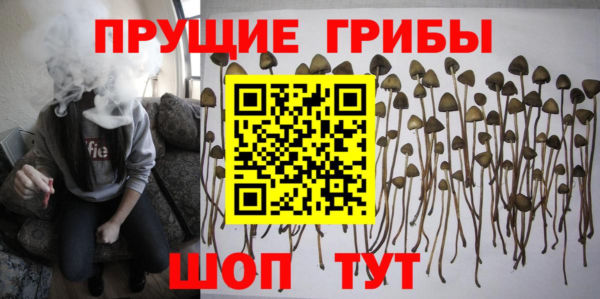 Псилоцибиновые грибы Psilocybe Касимов